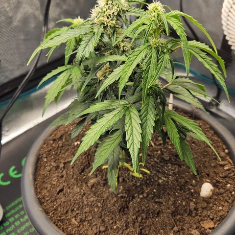 Leyla5 growlog timeline photo