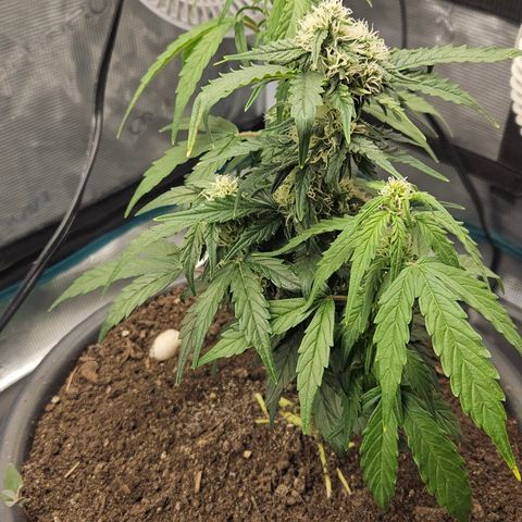 Leyla5 growlog timeline photo
