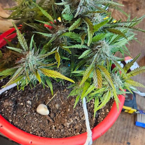 Leyla5 growlog timeline photo