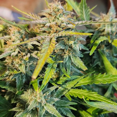 Leyla5 growlog timeline photo