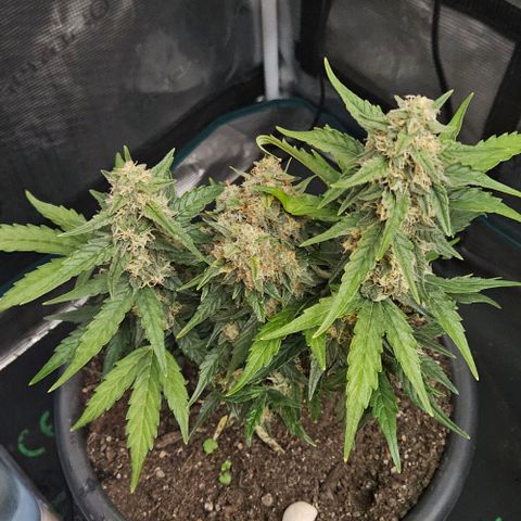 Leyla5 growlog timeline photo