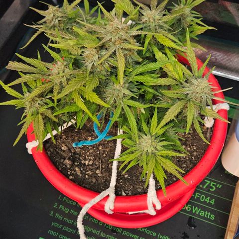 Leyla5 growlog timeline photo