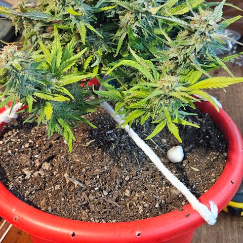 Leyla5 growlog timeline photo