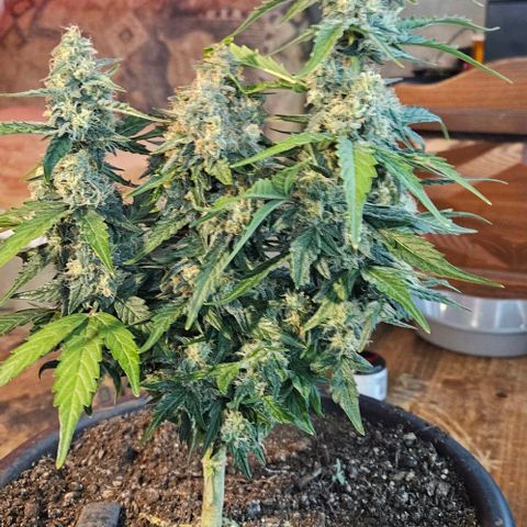 Leyla5 growlog timeline photo
