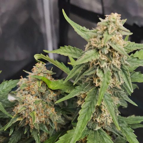 Leyla5 growlog timeline photo