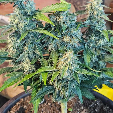Leyla5 growlog timeline photo