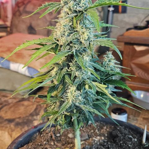 Leyla5 growlog timeline photo