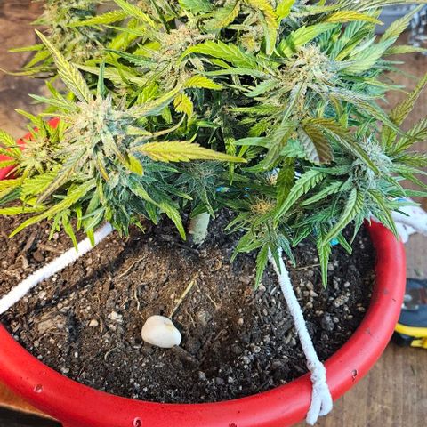 Leyla5 growlog timeline photo