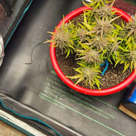 Leyla5 growlog photo: Coupe et début séchage 