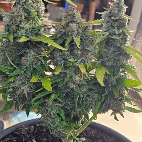 Leyla5 growlog photo: Coupe et début séchage 
