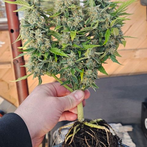 Leyla5 growlog photo: Coupe et début séchage 