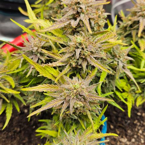 Leyla5 growlog photo: Coupe et début séchage 