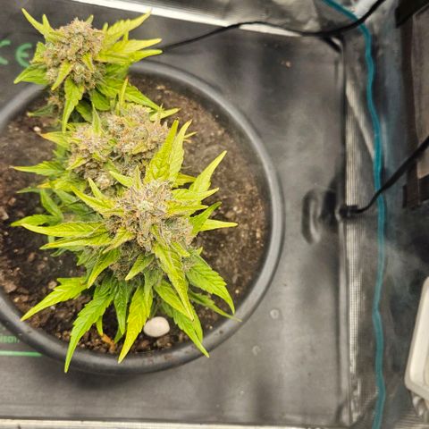 Leyla5 growlog photo: Coupe et début séchage 