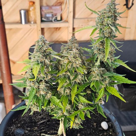 Leyla5 growlog photo: Coupe et début séchage 