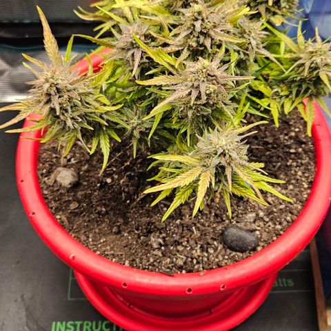 Leyla5 growlog photo: Coupe et début séchage 