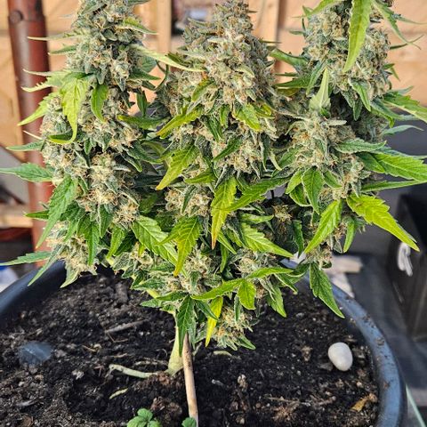 Leyla5 growlog photo: Coupe et début séchage 