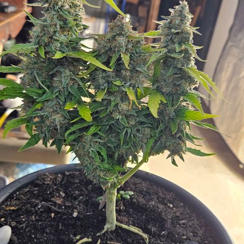 Leyla5 growlog photo: Coupe et début séchage 
