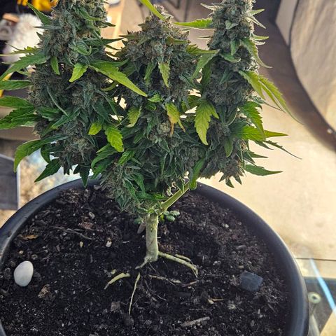 Leyla5 growlog photo: Coupe et début séchage 
