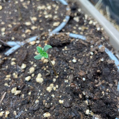 Special Kush growlog photo: Alles gut 