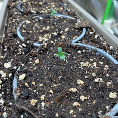 Special Kush growlog photo: Alles gut 
