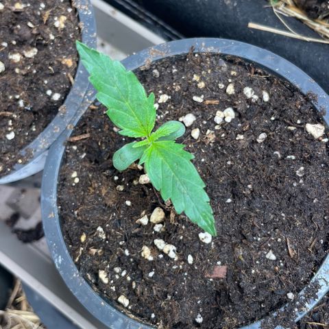 Special Kush growlog timeline photo