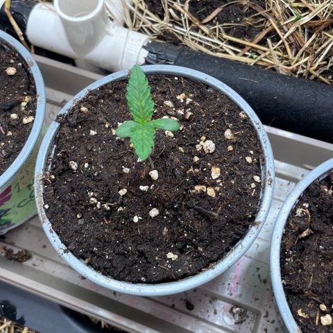 Special Kush growlog timeline photo