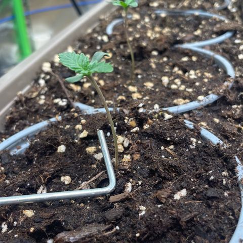 Special Kush growlog timeline photo