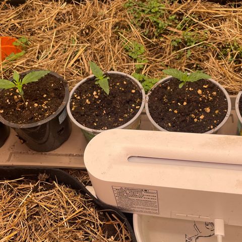 Special Kush growlog timeline photo