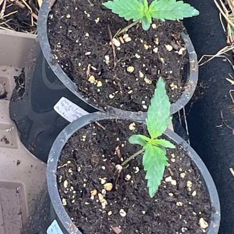 Special Kush growlog timeline photo