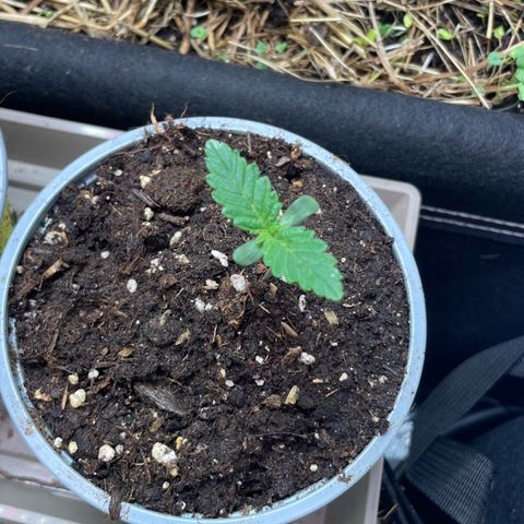 Special Kush growlog timeline photo