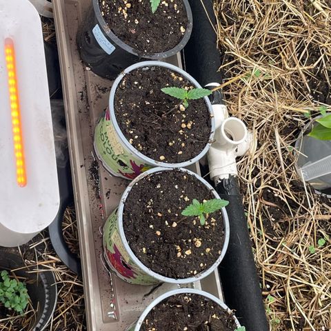 Special Kush growlog timeline photo