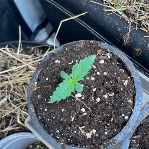 Special Kush growlog timeline photo