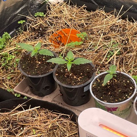 Special Kush growlog timeline photo