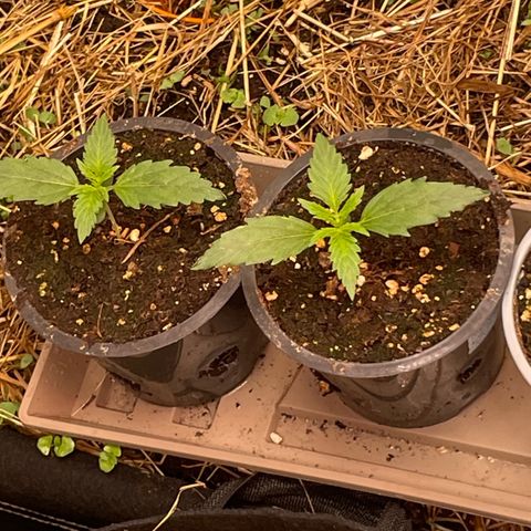 Special Kush growlog timeline photo