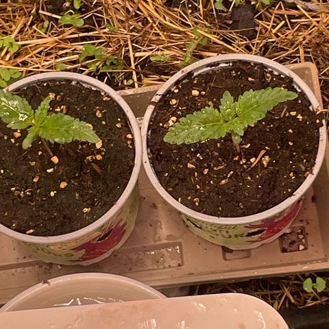 Special Kush growlog timeline photo