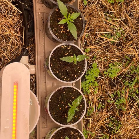 Special Kush growlog timeline photo