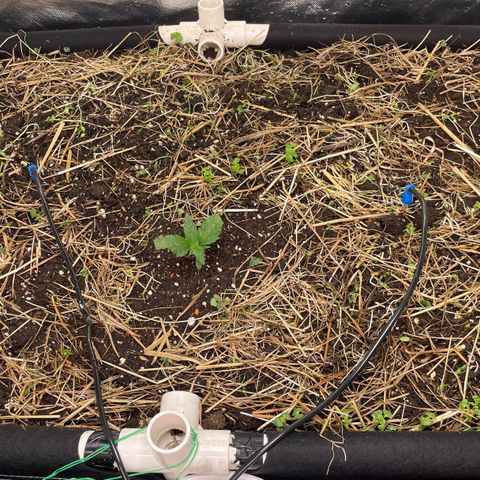Special Kush growlog photo: New Home (living soil )