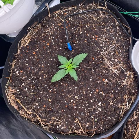Special Kush growlog photo: New Home (living soil )