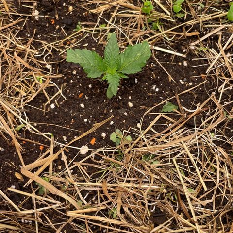 Special Kush growlog photo: New Home (living soil )