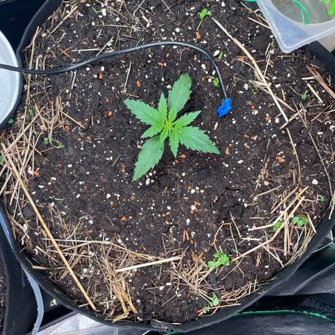 Special Kush growlog photo: New Home (living soil )