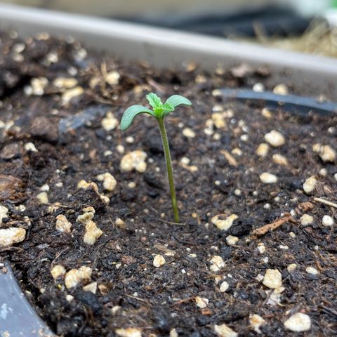 Special Kush growlog timeline photo