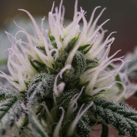 Special Kush growlog timeline photo