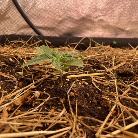 Special Kush growlog timeline photo