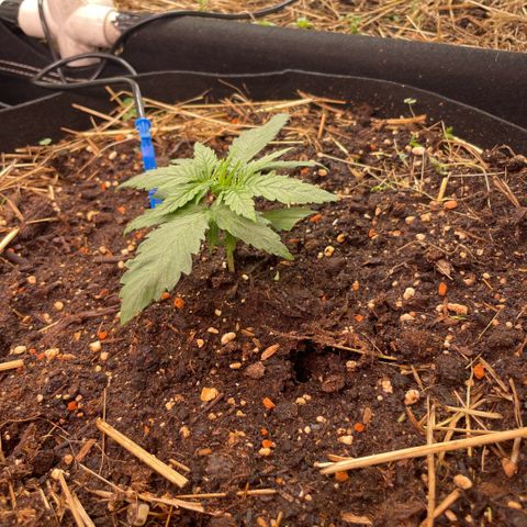 Special Kush growlog timeline photo