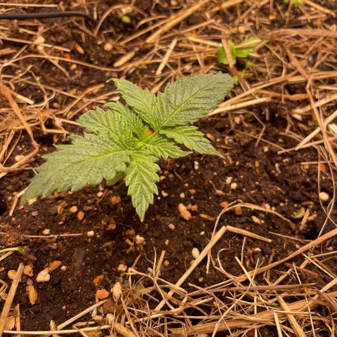 Special Kush growlog timeline photo