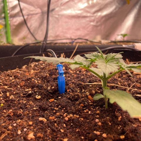 Special Kush growlog timeline photo