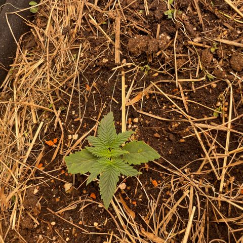Special Kush growlog timeline photo
