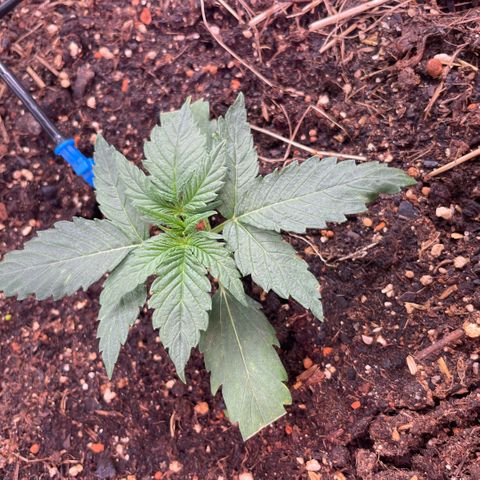 Special Kush growlog timeline photo