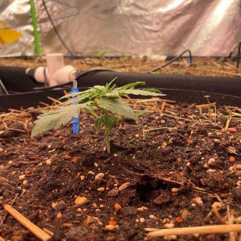 Special Kush growlog timeline photo