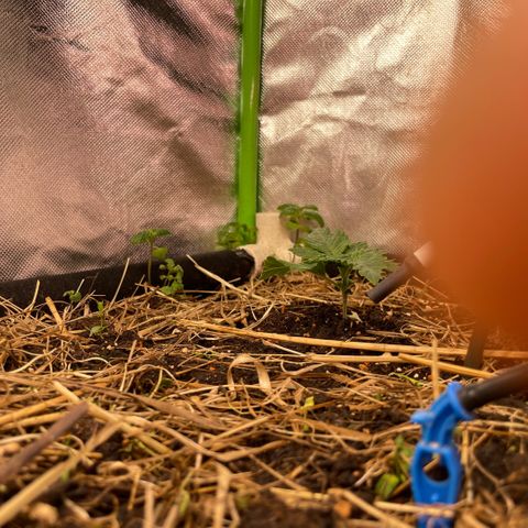 Special Kush growlog timeline photo